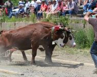 Ox pull, July 1, 2015