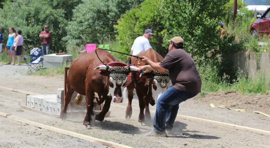 Ox pull, July 1, 2015